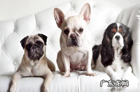 法斗犬的鼻部老是干的,这类状况正常吗?