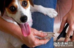 中华田园犬的眼屎多比较多是怎么回事造成 的？