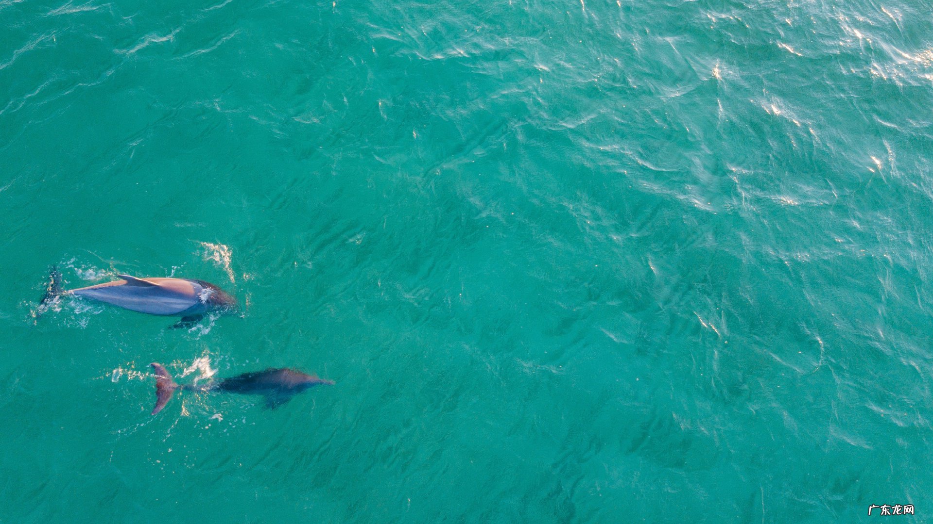 减肥需多吃什么食物???