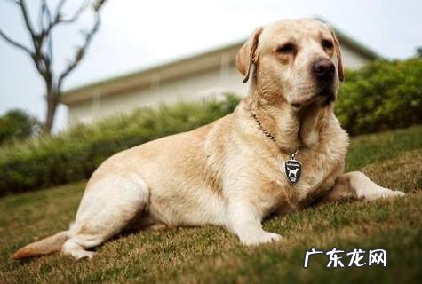 如何让小狗去洗手间?