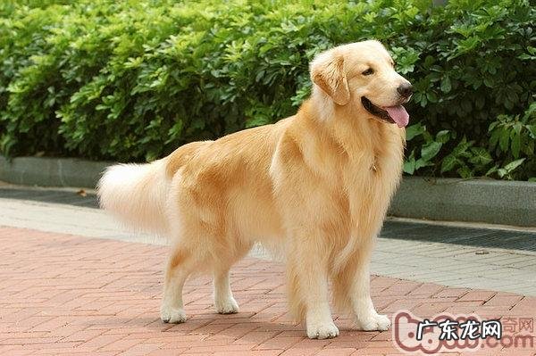 怎样饲养一只成年人金毛寻回牧羊犬