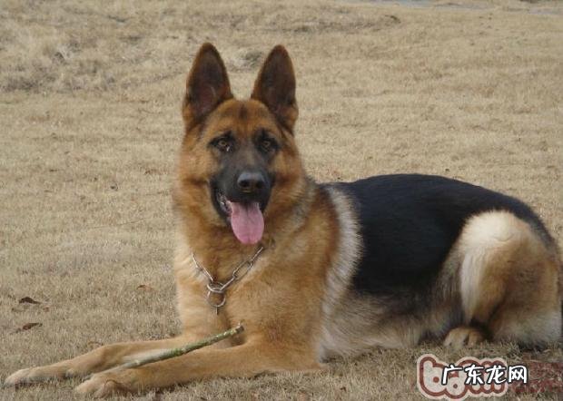 德国牧羊犬吃牛肝怎么样