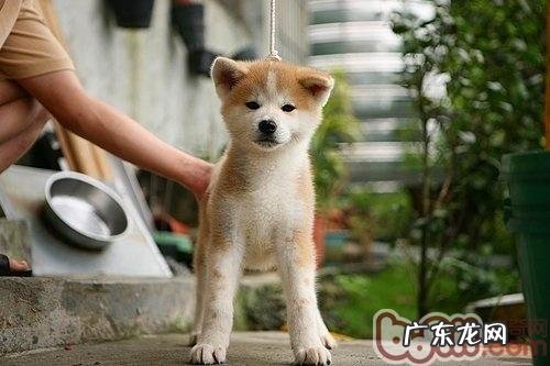 秋田犬的牙该怎么保养