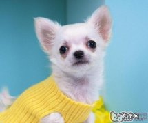 小狗也须仔细认真的洁面