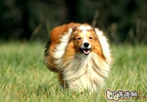 如何区别苏牧和喜乐蒂