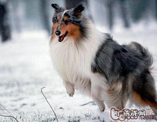 选择雅致苏牧的攻略大全