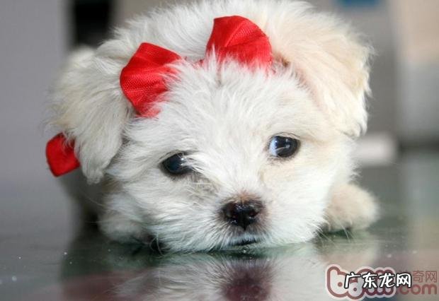 按时节给小狗选择最好食材