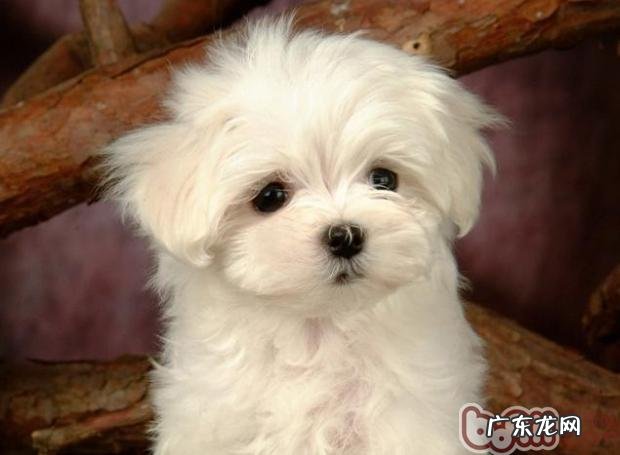 人们抽烟对狗狗健康有伤害