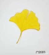 银杏树简单笔画 银杏树寄语简单