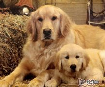 该怎样照料老龄化小狗