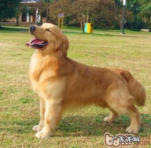 春天保养小狗头发关键点