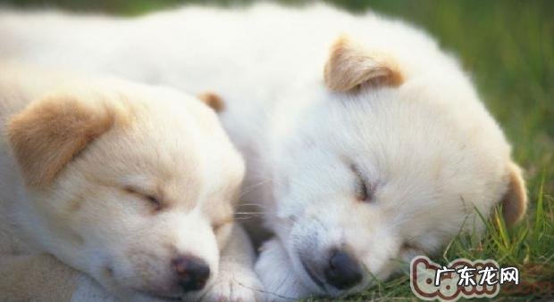 小狗的睡眠质量习惯性是怎么培养的