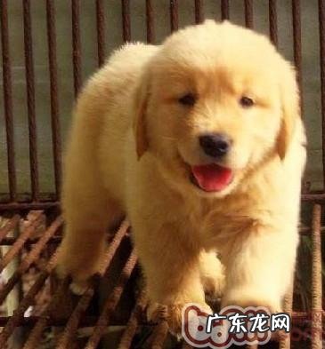有关怎样照料金毛幼犬