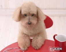 小狗轻轻松松去白屑的七个方法