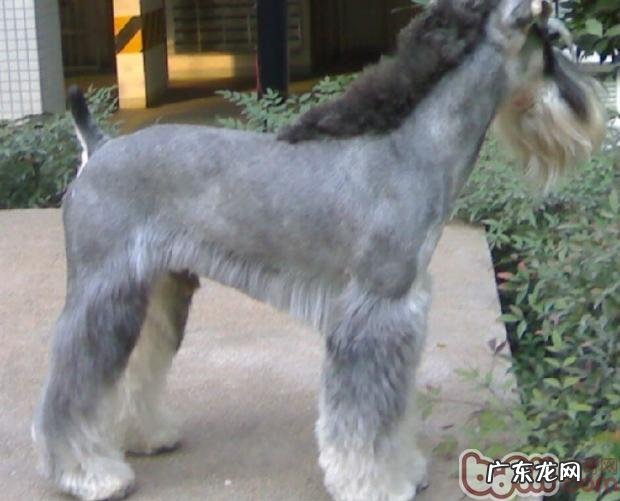 狗狗断尾你了解是多少