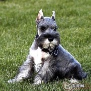 有关雪纳瑞立耳的难题