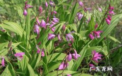 种植白芨赚钱吗？有何风险？