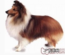 喜乐蒂德牧犬的详细介绍