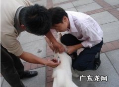 有关狗狗疫苗打疫苗及除虫