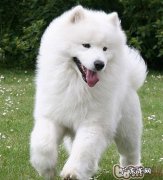 教你怎样选择身心健康萨摩耶犬