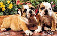 有关法国斗牛犬的详细介绍