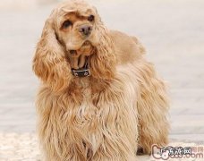 选择最好家庭保姆可卡的七个方法