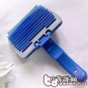 穿着打扮时尚潮流宠物犬从选择小宠物木梳刚开始