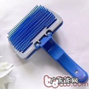 穿着打扮时尚潮流宠物犬从选择小宠物木梳刚开始