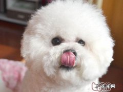 狗狗泪痕比较严重该怎么办