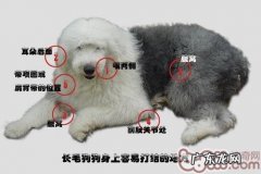 小狗头发篇之小毛毛非常容易系结的地区