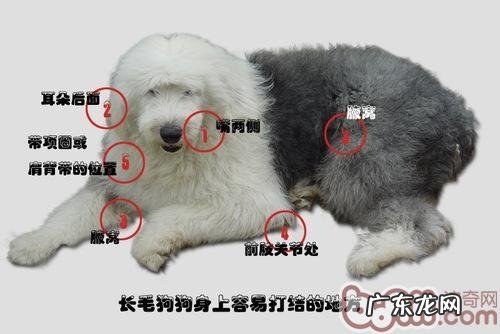 小狗头发篇之小毛毛非常容易系结的地区