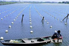 养殖观赏鱼的前景怎么样？市场现状如何？