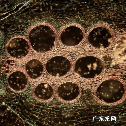 显微镜下的cpu针脚 显微镜下的cpu