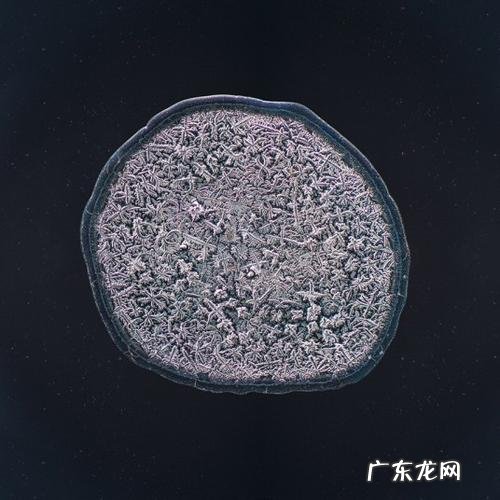 显微镜下的cpu针脚 显微镜下的cpu