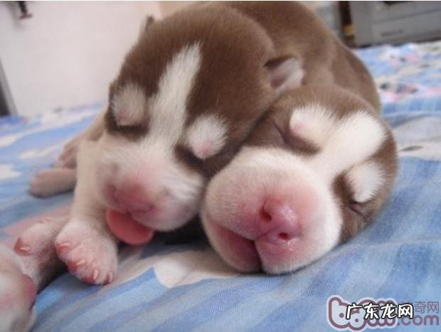 购买幼狗必须留意的事