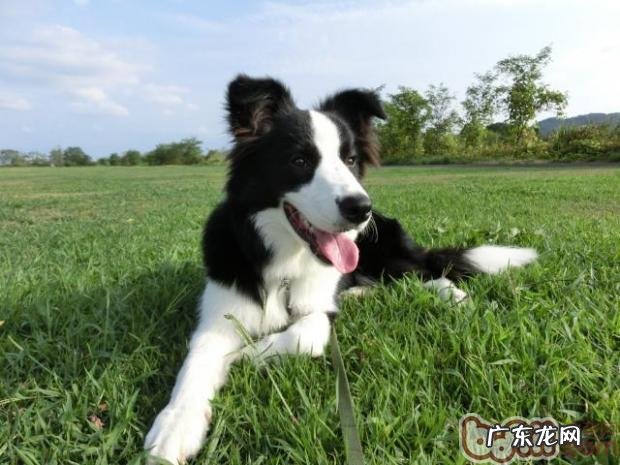 边境牧羊犬很善于察颜观色