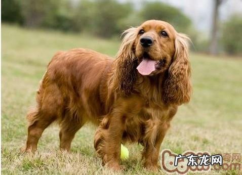 养可卡前父母必须了解的事