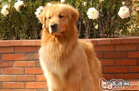 宠物犬经常抓脸的病症与缘故