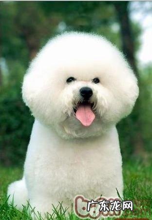 狗狗眼屎多该怎么办？