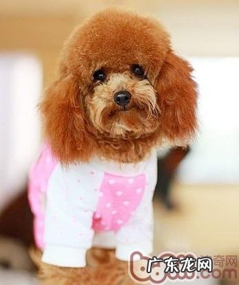 如何剪宠物狗的指甲最好是