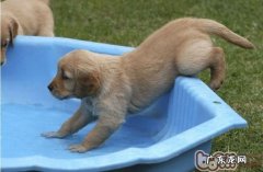 在家里狗狗洗澡的程序流程