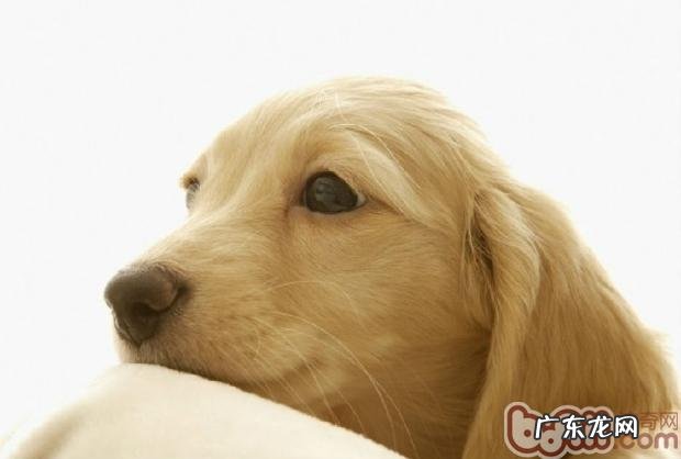 养宠物的好多个错误观念你是不是误进过