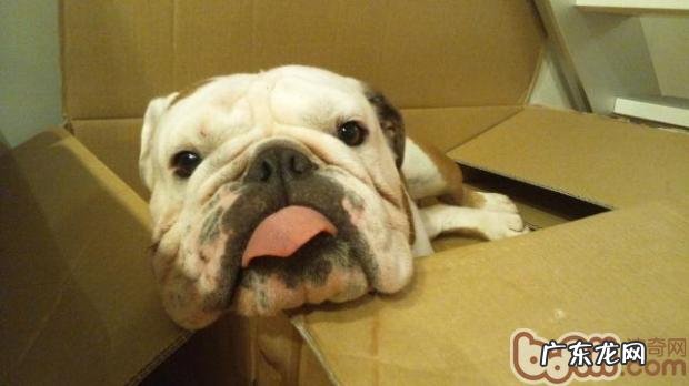 五个有关宠物犬喜欢排便的缘故