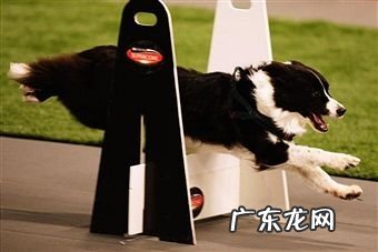 小狗为何必须补钙补锌