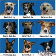 根据人脸识别类似是小狗的与生俱来社交媒体本能反应