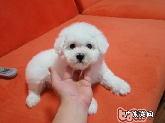 如何区分白vip、比熊及其马尔济斯