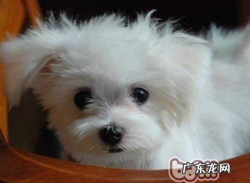 如何区分白vip、比熊及其马尔济斯