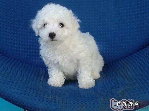 如何区分白vip、比熊及其马尔济斯