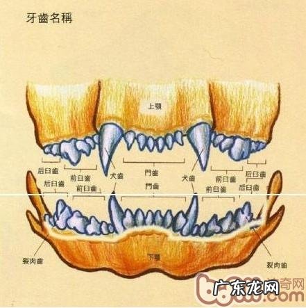 详解怎样根据臼齿分辨犬龄