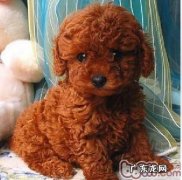 如何区分vip和火锅串串